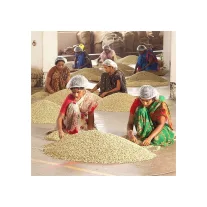 India Monsooned Malabar AA Pörkölt Kávé 1000g-KS