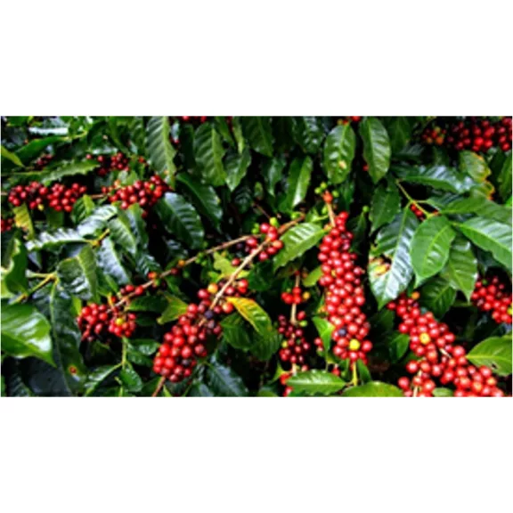 India Plantation AA Roasted Coffee 500g-KS