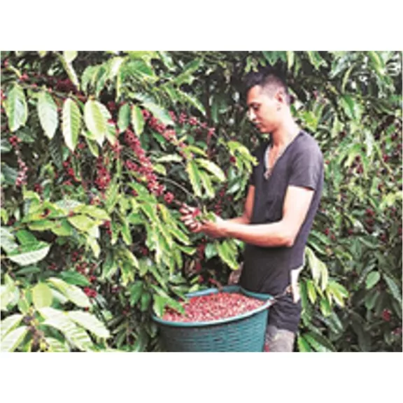 India Plantation AA Roasted Coffee 500g-KS