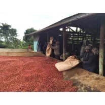 Kenya AA Jambo Jambo Roasted Coffee 250g-V