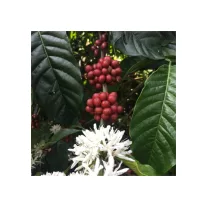 India Robusta Kaapi Royal Roasted Coffee 1000g-KS