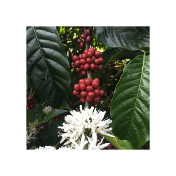 India Robusta Kaapi Royal Pörkölt Kávé 1000g-KS