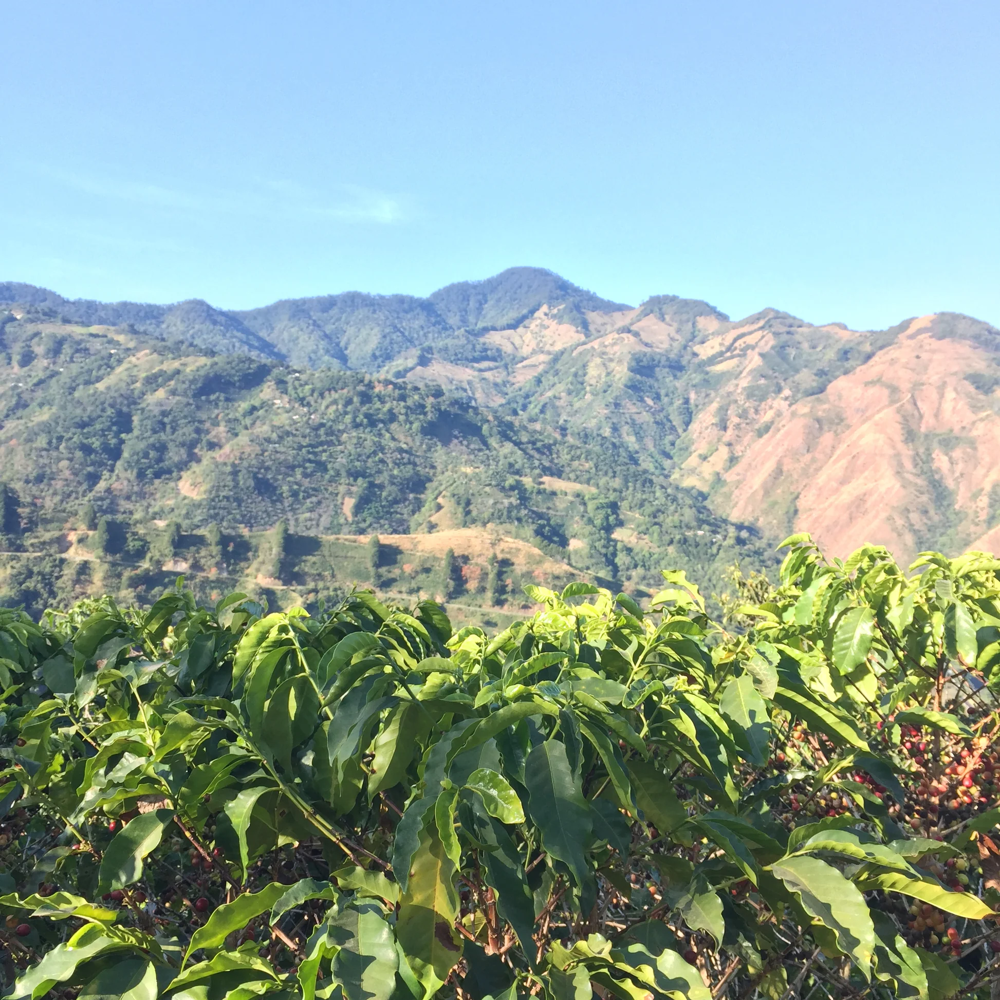 Coffee_Mountains_Sky.jpg