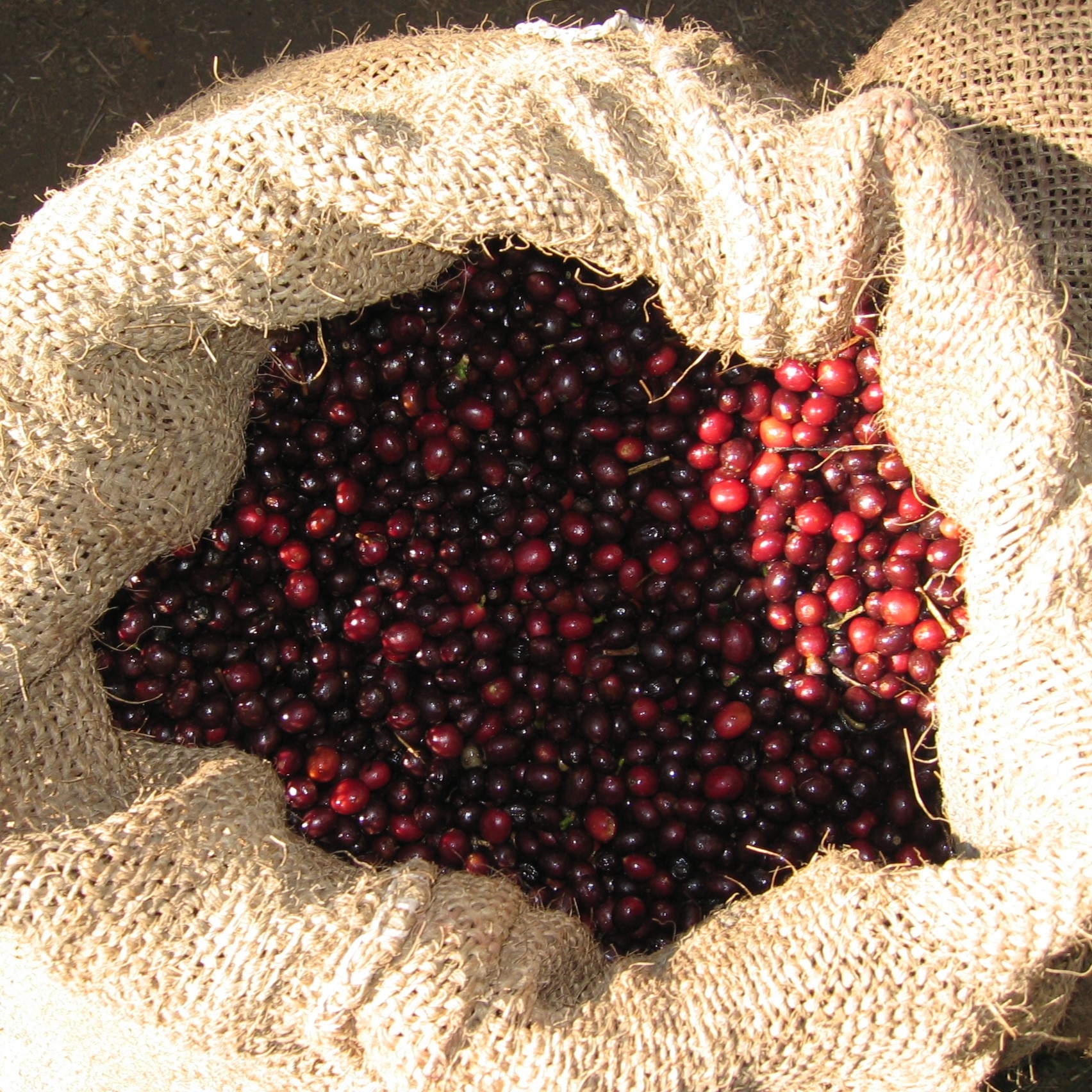 ElSalvador-Apaneca-2.jpg