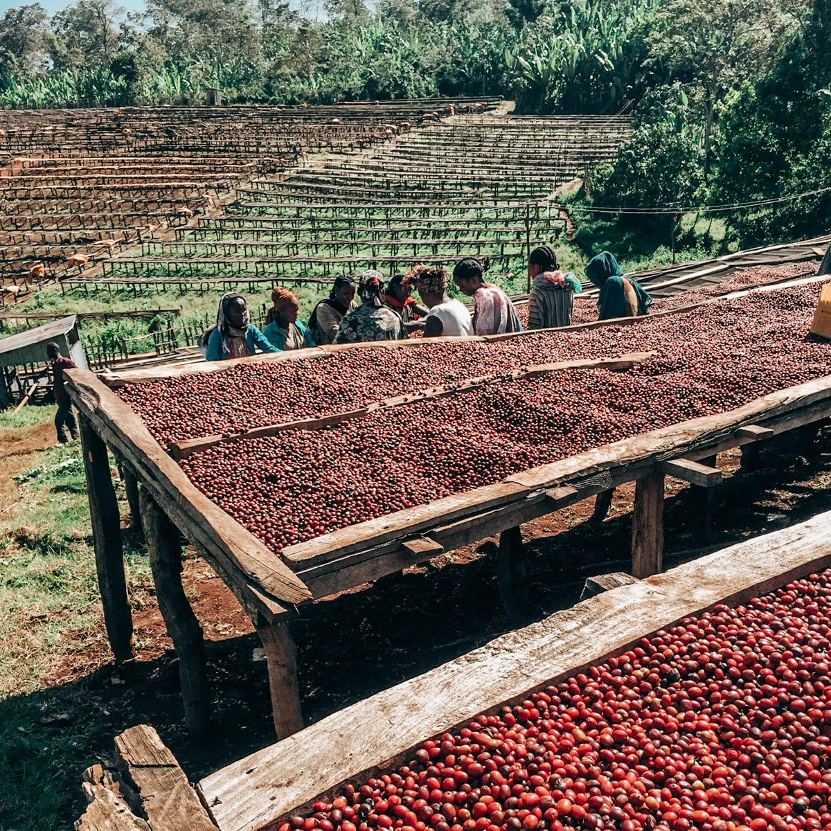 DryingBeds5.jpg