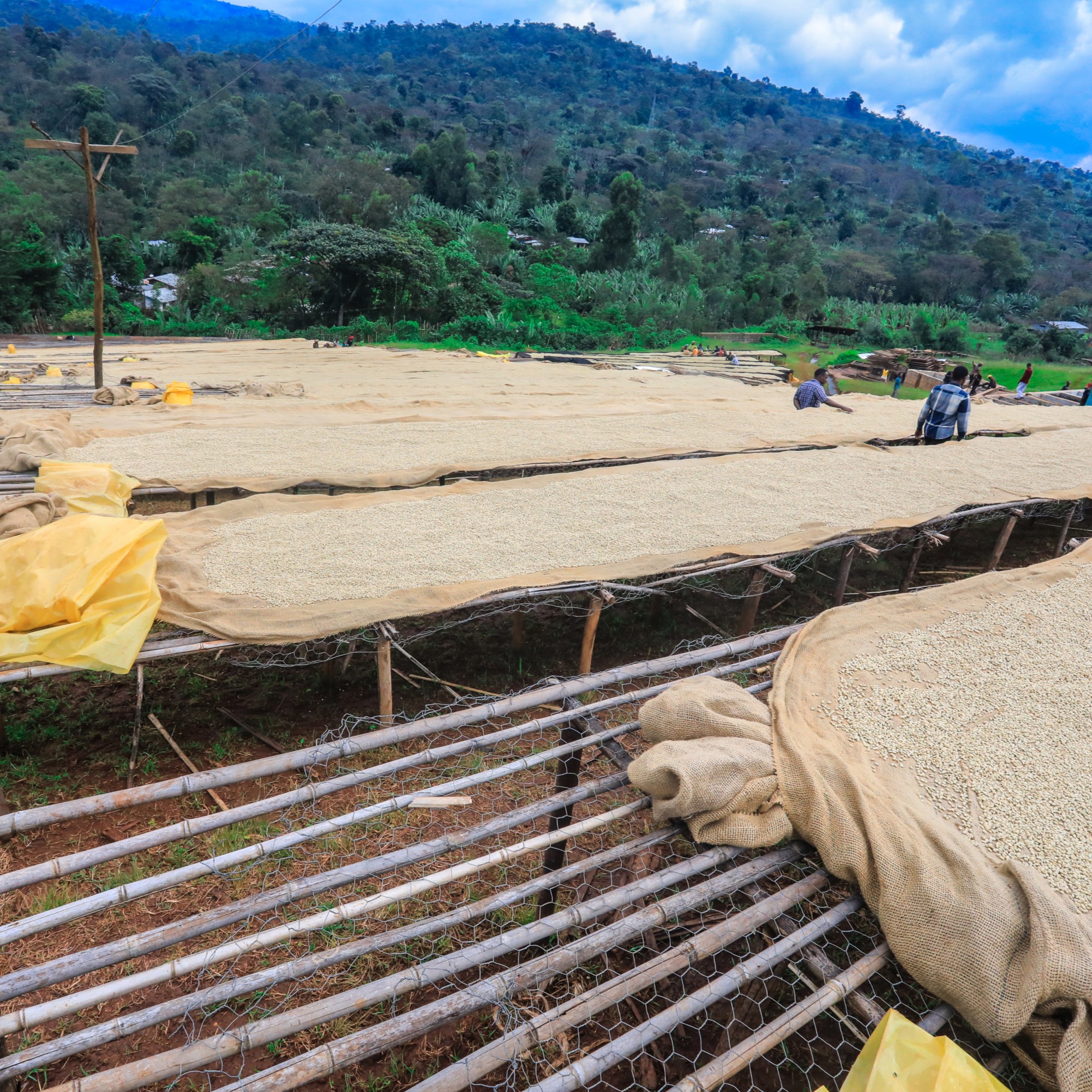 Ethiopia-Yirgacheffe-8-scaled.jpg