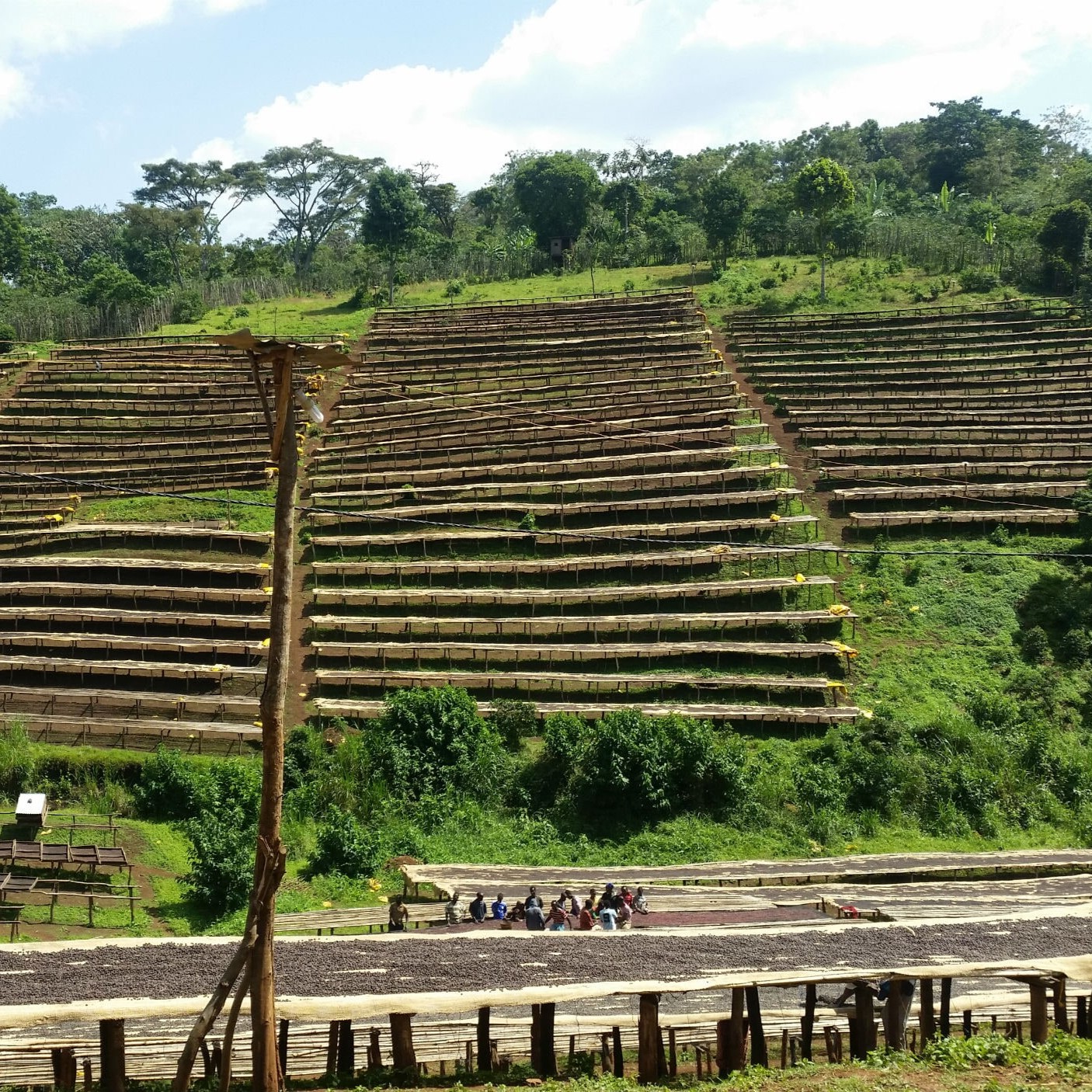 ethiopia-guji-tero-farm-2.jpg