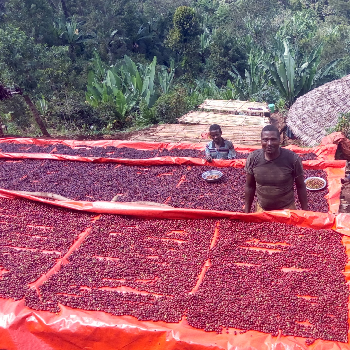 ethiopia-guji-tero-farm-3.jpg