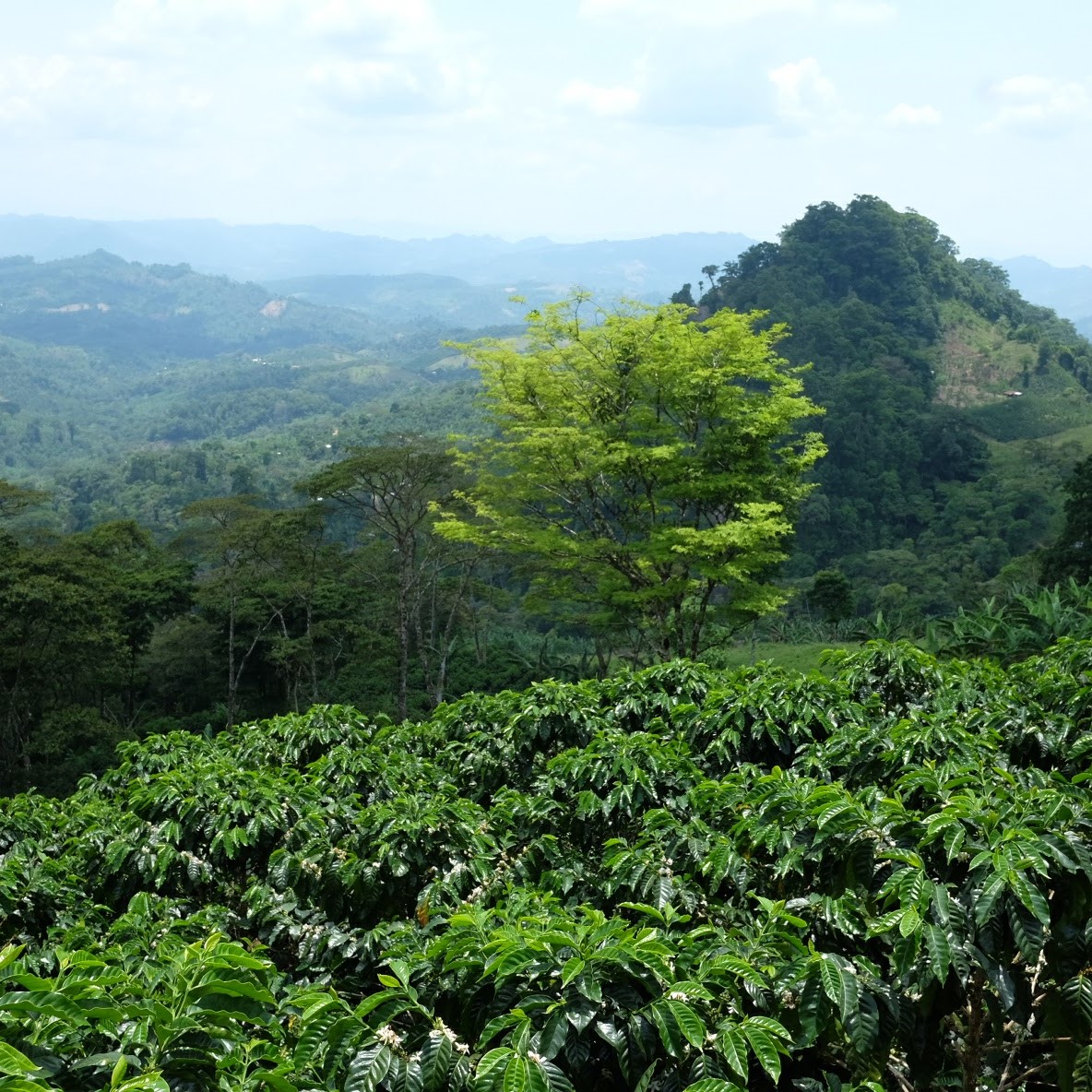 180418_Nicaragua_Finca-la-Pavona-01.jpg